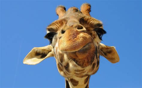 funny giraffe pics|funny giraffe background.